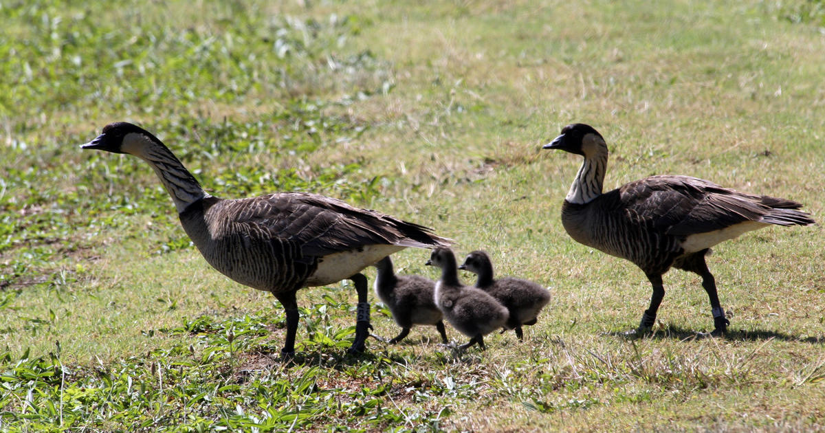 Canada goose clearance vs nene