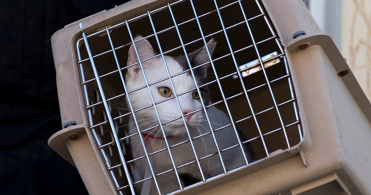 Officials remove 260 cats from Philadelphia home CBS News