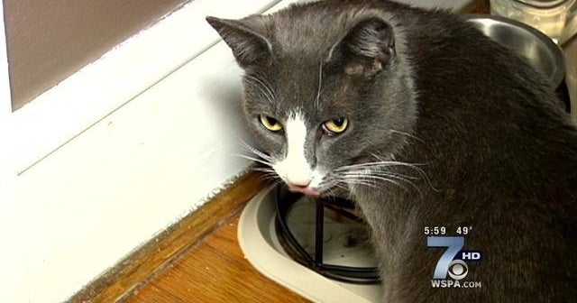 The cat came back CBS News