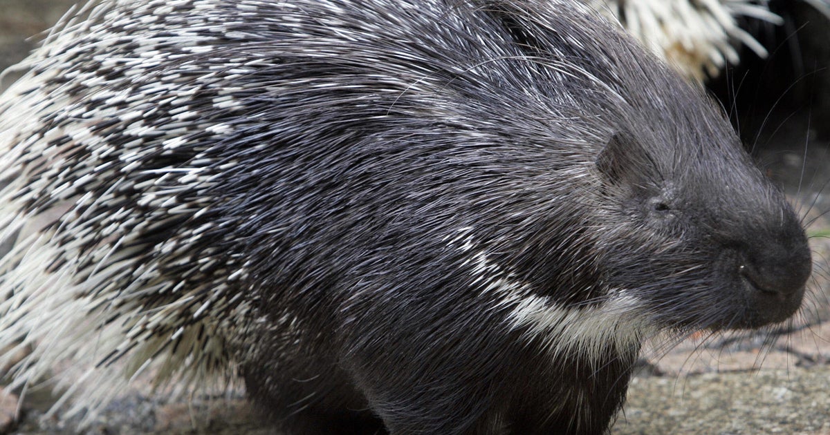Maine man does csection on porcupine roadkill, saves baby CBS News