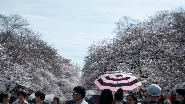 Cherry blossom season in Japan 