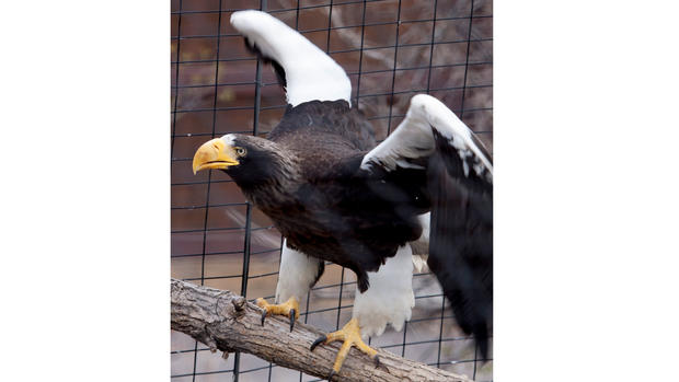 Zoo-Baby-Sea-Eagle-3-(from-Denver-Zoo) 