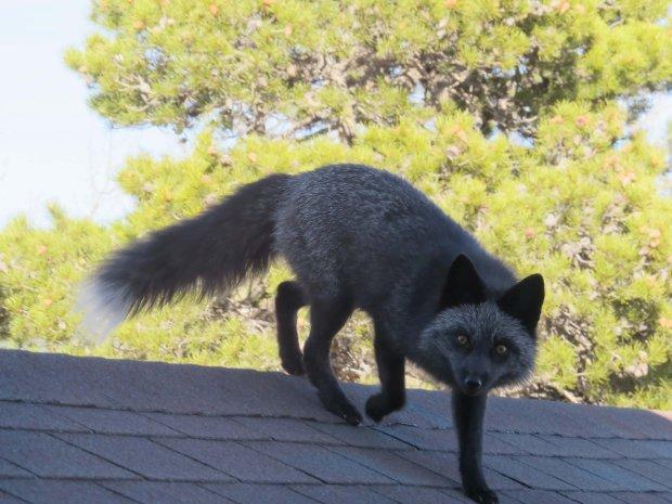 8648-black-fox-on-roof-0319141.jpg 