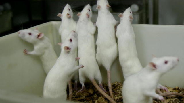 white-rats.jpg 
