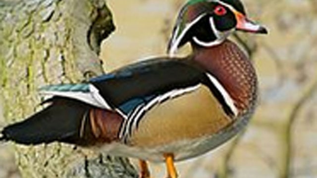 wood-duck.jpg 