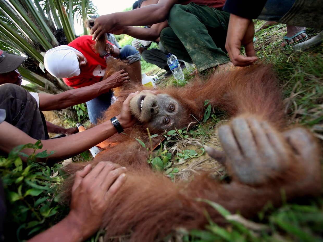 palm-oil-indonesia-2.jpg 