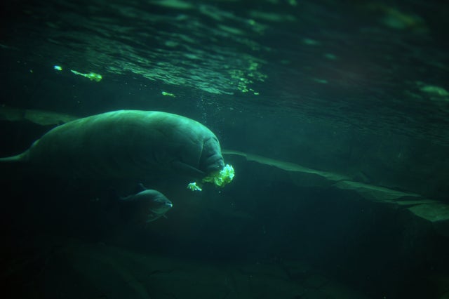 Paris Zoo Reopens