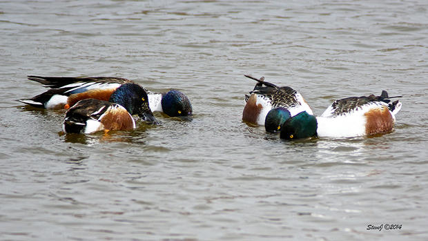 shovelers-looking-for-contact-lens.jpg 