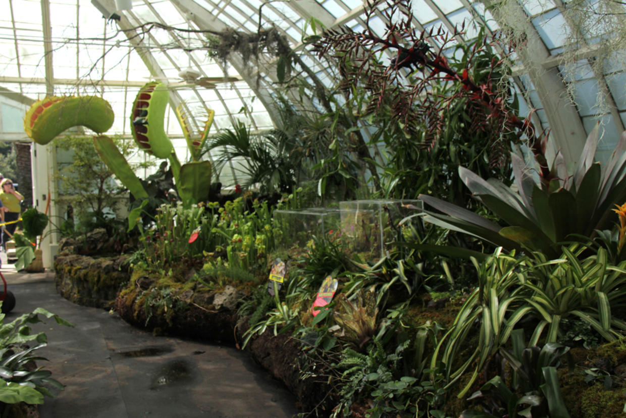 Man-Eating Plants Take Over Golden Gate Park's Conservatory of Flowers ...