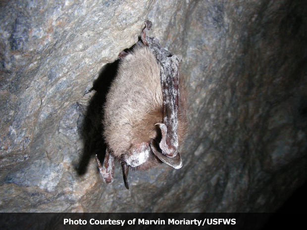 Little Brown Bat with WNS 