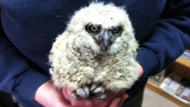 baby-owl.jpg 