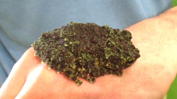Hear Philly Vietnamese Mossy Frog 