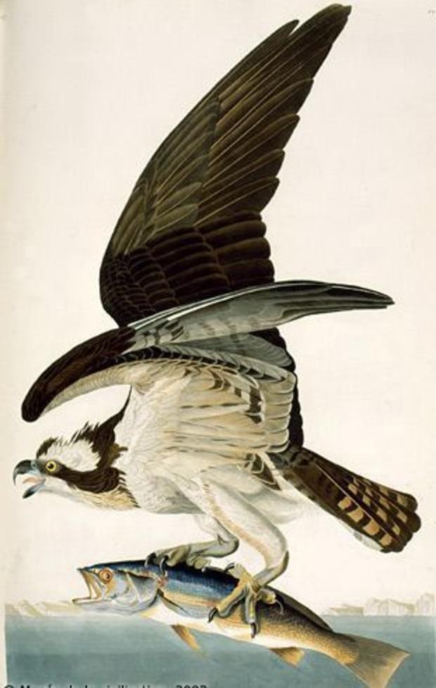 Bell Audubon Osprey 