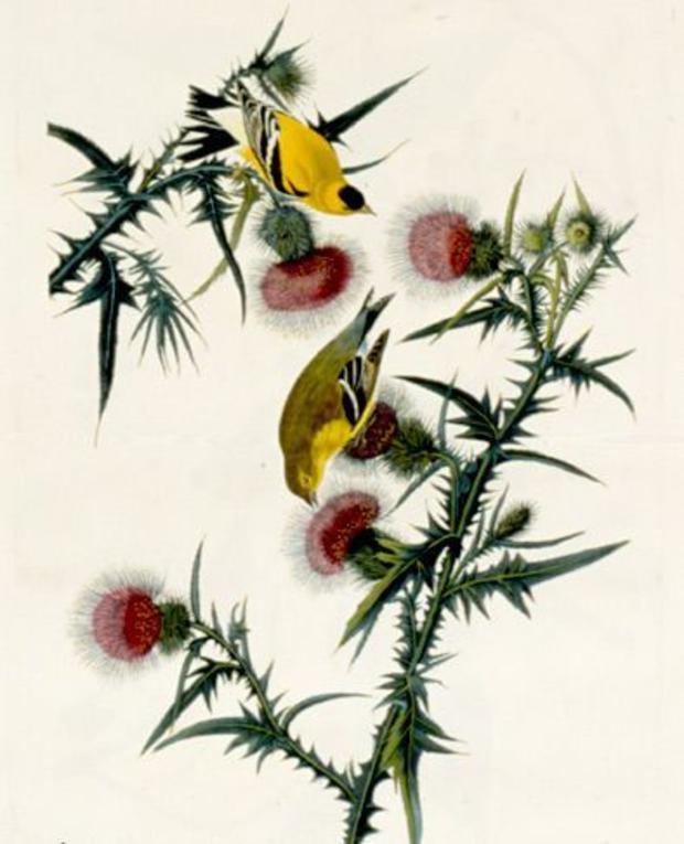 Bell Audubon Goldfinch 