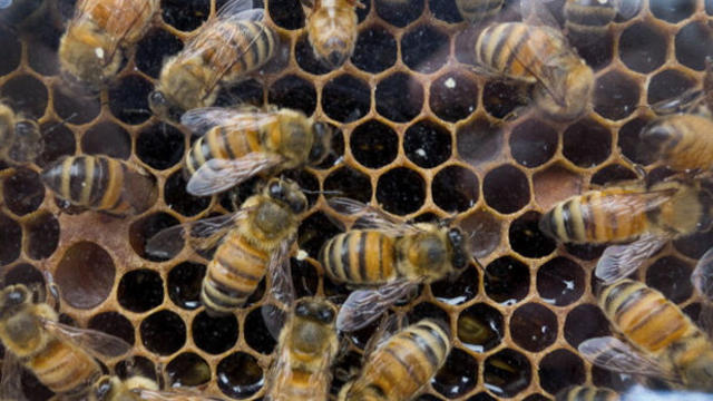 bee-hive.jpg 