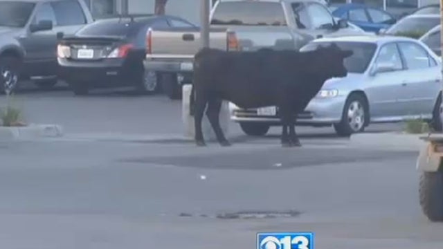 loose-cow4.jpg 