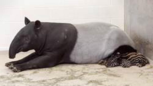 tapir5 