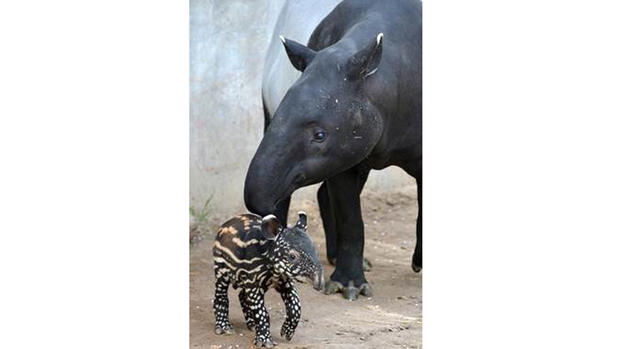 tapir2 
