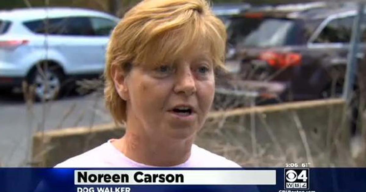 Massachusetts dog walker Noreen Carson allegedly attacked by rival in ...