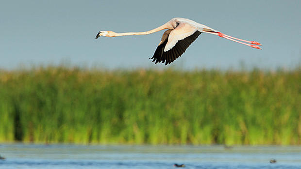 wild-flamingos-6.jpg 