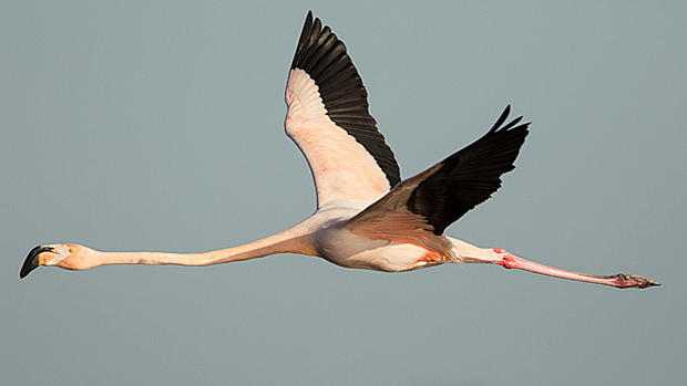 Wild Flamingos-3 