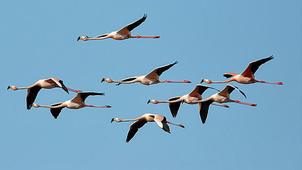 wild-flamingos-11.jpg 