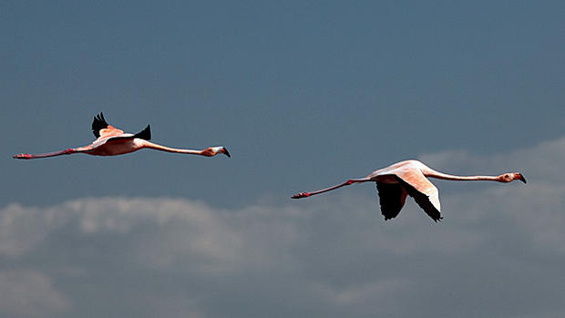wild-flamingos-1.jpg 
