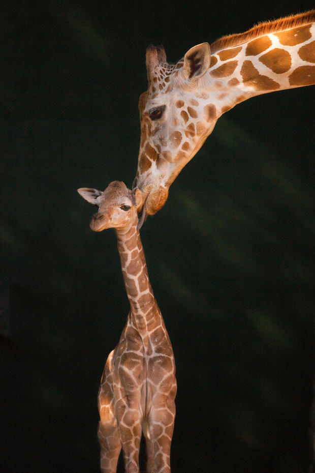 baby_giraffe_at_busch_gardens_-_tequiza_s_male_baby.jpg 