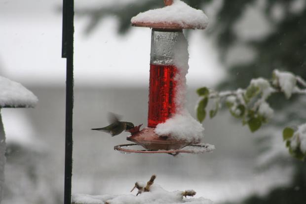 hummingbird-in-the-snow-5-11-2014.jpg 