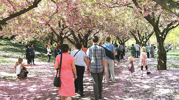 Cherry Blossoms brooklyn _jlloyd 