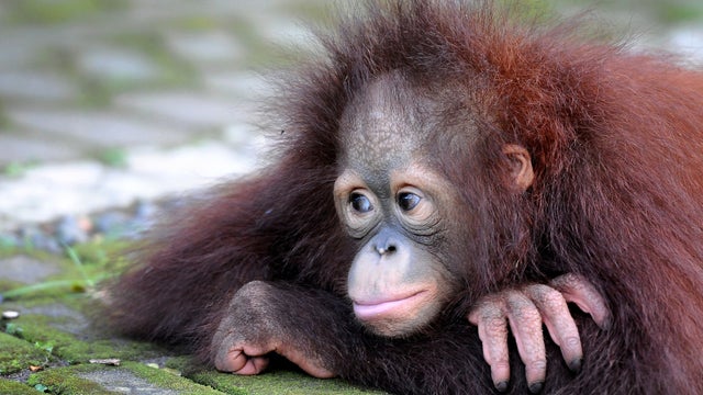 Orphaned orangutans 