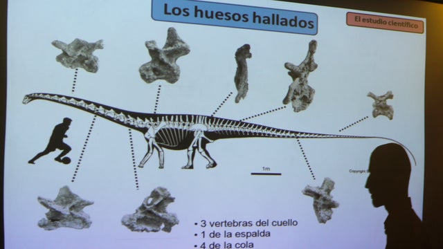 Largest dinosaur fossils discovered 