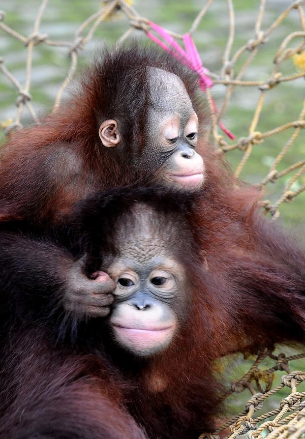 Orphaned orangutans 