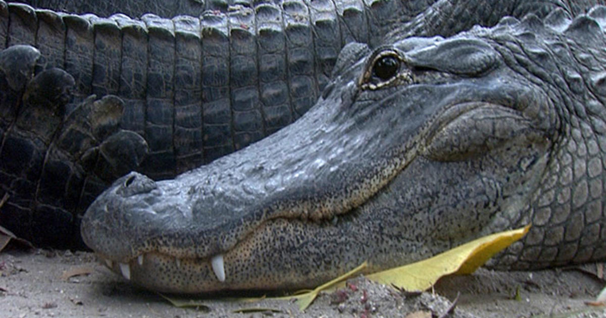 Man Arrested For Allegedly Tossing Alligator Into Wendys Drive Thru