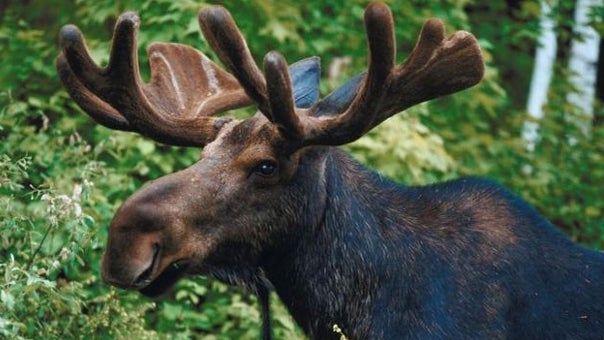 generic-moose.jpg 