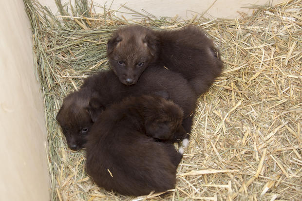 2014_maned_wolf_pups_02 