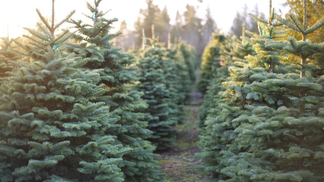 christmas-tree-farm-1.jpg 