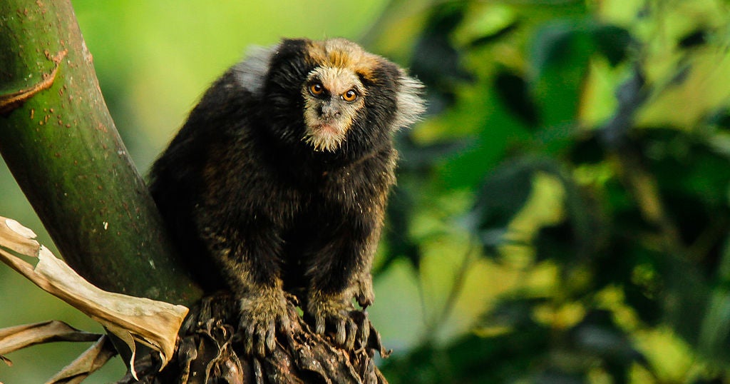 Species going extinct at fastest rate in ages - CBS News
