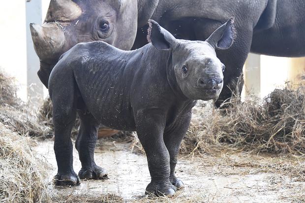 new-baby-rhino2.jpg 