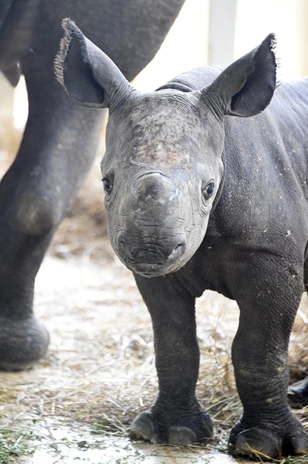 new-baby-rhino3.jpg 
