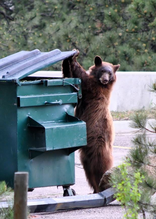 bear-in-trash.jpg 