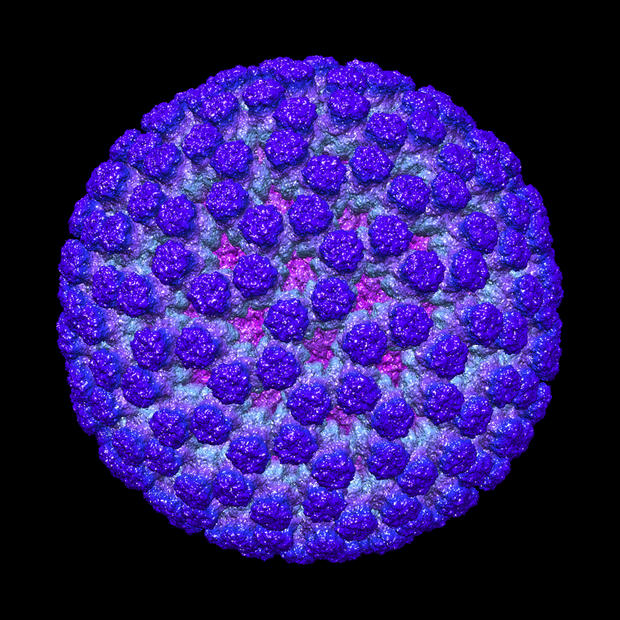 carragherrotavirus.jpg 