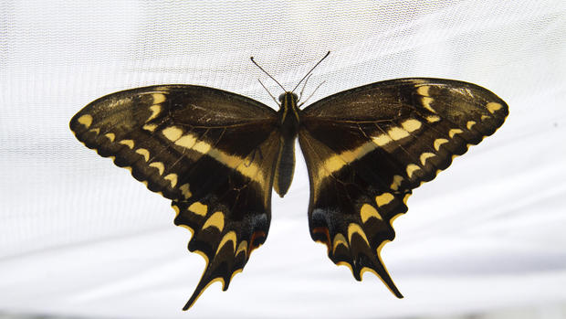 Life cycle of rare Schaus' swallowtail butterflies 