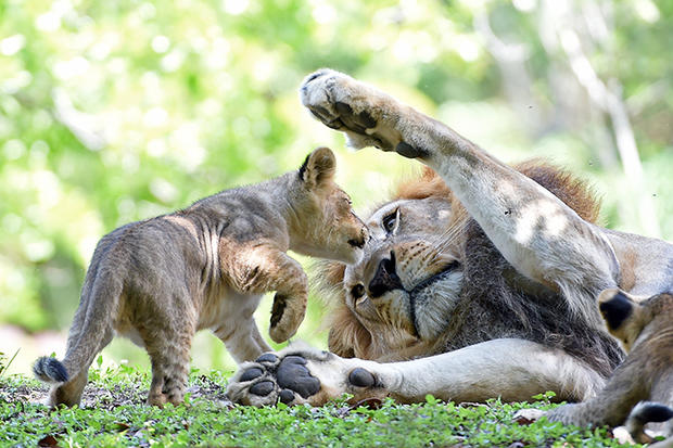 Male Lion Meets Cubs At Zoo Miami  