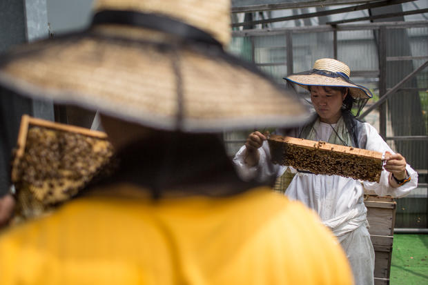 Rooftop bee hives of the Ginza Honey Bee Project 