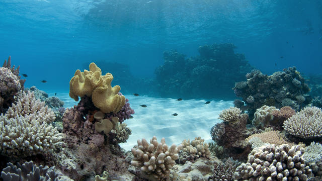 great-barrier-reef-australia-lagoon-jayne-jenkins.jpg 