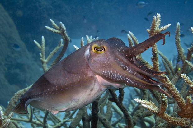 great-barrier-reef-australia-cuttlefish-jayne-jenkins.jpg 