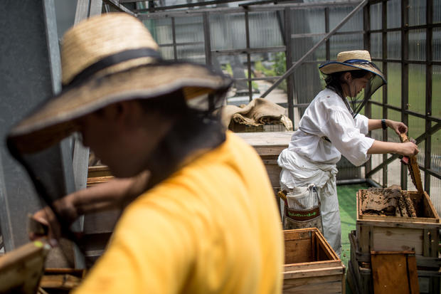 Rooftop bee hives of the Ginza Honey Bee Project 