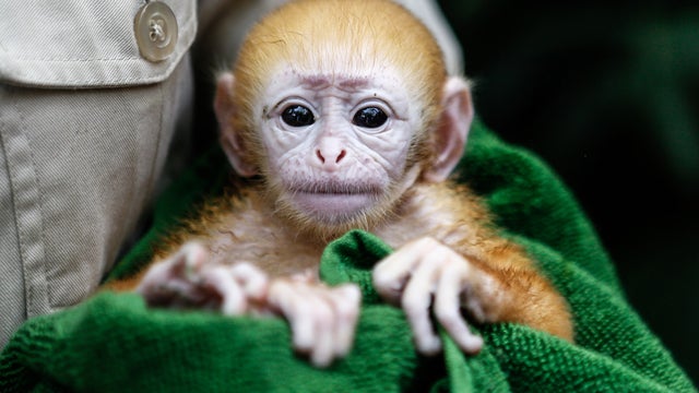 A week-old newborn baby Langur 