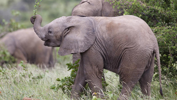 baby elephants 